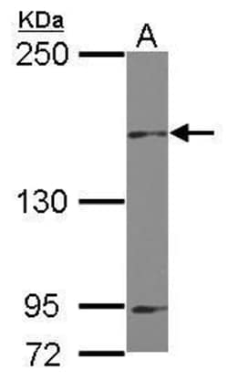 Invitrogen MINK1 Polyclonal Antibody 100 &mu;L; Unconjugated:Antibodies,