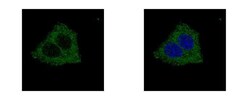 Invitrogen GLYCTK Polyclonal Antibody 100 &mu;L; Unconjugated:Antibodies,