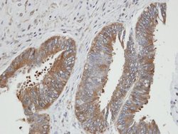 Invitrogen PGK2 Polyclonal Antibody 100 &mu;L; Unconjugated:Antibodies,