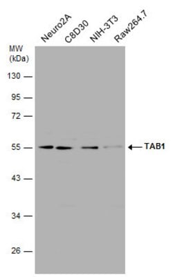 Invitrogen TAB1 Polyclonal Antibody 100 &mu;L; Unconjugated:Antibodies,