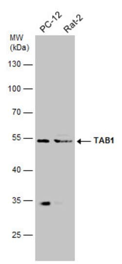 Invitrogen TAB1 Polyclonal Antibody 100 &mu;L; Unconjugated:Antibodies,