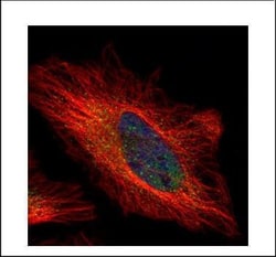 Invitrogen PSKH1 Polyclonal Antibody 100 &mu;L | Buy Online | Invitrogen&trade; | Fisher Scientific