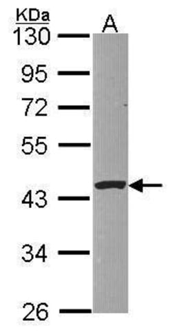 Invitrogen PSKH1 Polyclonal Antibody 100 &mu;L; Unconjugated:Antibodies,