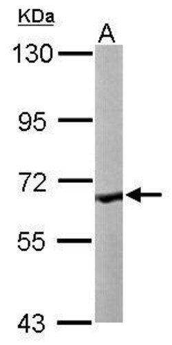 Invitrogen CoA Synthase Polyclonal Antibody 100 &mu;L; Unconjugated:Antibodies,