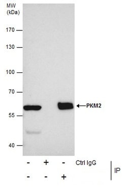 Invitrogen PKM2 Polyclonal Antibody 100 &mu;L | Buy Online | Invitrogen&trade; | Fisher Scientific