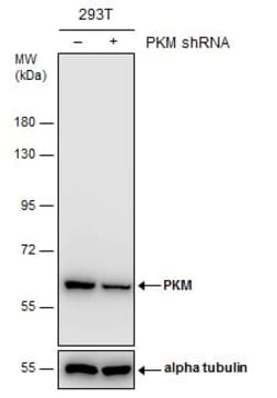 Invitrogen PKM2 Polyclonal Antibody 100 &mu;L | Buy Online | Invitrogen&trade; | Fisher Scientific