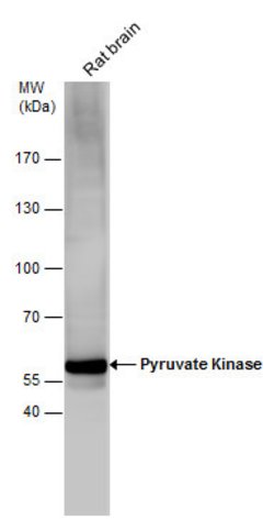 Invitrogen PKM2 Polyclonal Antibody 100 &mu;L | Buy Online | Invitrogen&trade; | Fisher Scientific