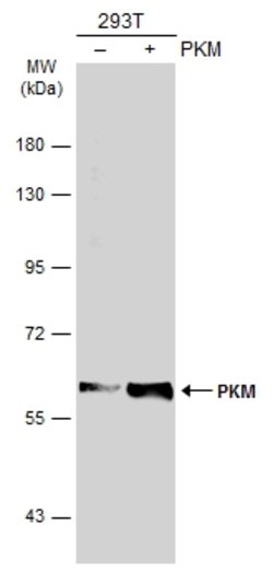 Invitrogen PKM2 Polyclonal Antibody 100 &mu;L | Buy Online | Invitrogen&trade; | Fisher Scientific