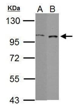 Invitrogen GRAF Polyclonal Antibody 100 &mu;L; Unconjugated:Antibodies,