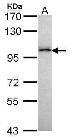 Invitrogen GRAF Polyclonal Antibody 100 &mu;L; Unconjugated:Antibodies,