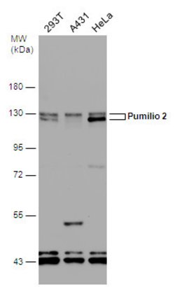 Invitrogen PUM2 Polyclonal Antibody 100 &mu;L; Unconjugated:Antibodies,