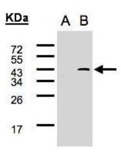Invitrogen SYF2 Polyclonal Antibody 100 &mu;L; Unconjugated:Antibodies,