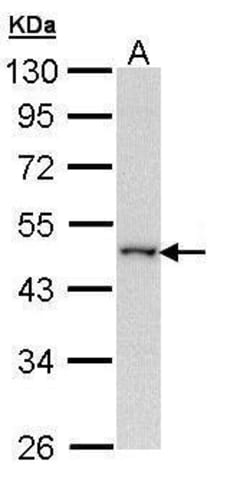 Invitrogen WWOX Polyclonal Antibody 100 &mu;L; Unconjugated:Antibodies,