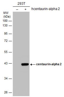 Invitrogen Centaurin alpha-2 Polyclonal Antibody 100 &mu;L; Unconjugated:Antibodies,