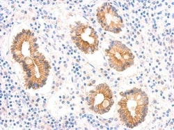 Invitrogen AMID Polyclonal Antibody 100 &mu;L; Unconjugated:Antibodies,