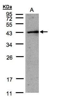 Invitrogen AMID Polyclonal Antibody 100 &mu;L; Unconjugated:Antibodies,