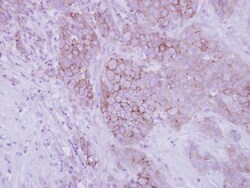 Opsin 3 Polyclonal Antibody, Invitrogen 100 &mu;L; Unconjugated:Antibodies,