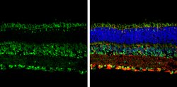 Opsin 3 Polyclonal Antibody, Invitrogen 100 &mu;L; Unconjugated:Antibodies,