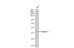 Opsin 3 Polyclonal Antibody, Invitrogen 100 &mu;L; Unconjugated:Antibodies,