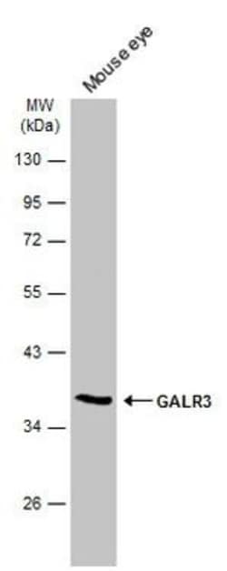 Invitrogen GALR3 Polyclonal Antibody 100 &mu;L; Unconjugated:Antibodies,