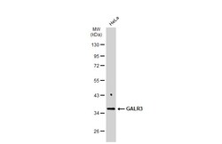 Invitrogen GALR3 Polyclonal Antibody 100 &mu;L; Unconjugated:Antibodies,