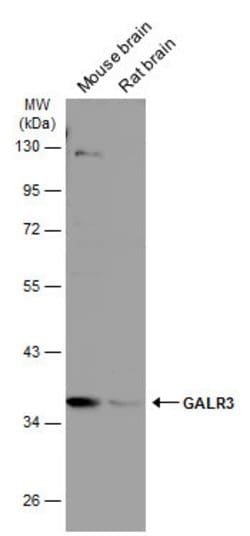 Invitrogen GALR3 Polyclonal Antibody 100 &mu;L; Unconjugated:Antibodies,