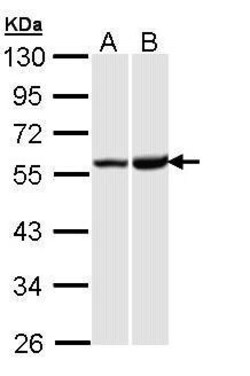 OPRK1 Polyclonal Antibody, Invitrogen 100 &mu;L; Unconjugated:Antibodies,