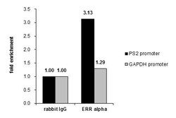 Invitrogen ESRRA Polyclonal Antibody 100 &mu;L; Unconjugated:Antibodies,