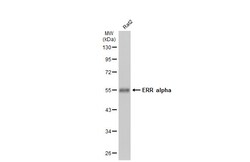 Invitrogen ESRRA Polyclonal Antibody 100 &mu;L; Unconjugated:Antibodies,