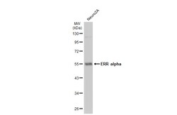 Invitrogen ESRRA Polyclonal Antibody 100 &mu;L; Unconjugated:Antibodies,