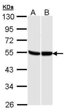 GPR87 Polyclonal Antibody, Invitrogen 100 &mu;L; Unconjugated:Antibodies,