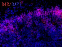 D4 Dopamine Receptor Polyclonal Antibody, Invitrogen 100 &mu;L; Unconjugated:Antibodies,