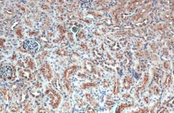 GPRC5C Polyclonal Antibody, Invitrogen 100 &mu;L; Unconjugated:Antibodies,