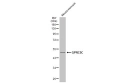 GPRC5C Polyclonal Antibody, Invitrogen 100 &mu;L; Unconjugated:Antibodies,