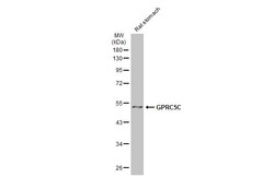 GPRC5C Polyclonal Antibody, Invitrogen 100 &mu;L; Unconjugated:Antibodies,