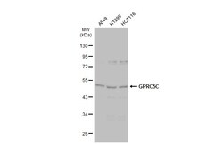 GPRC5C Polyclonal Antibody, Invitrogen 100 &mu;L; Unconjugated:Antibodies,