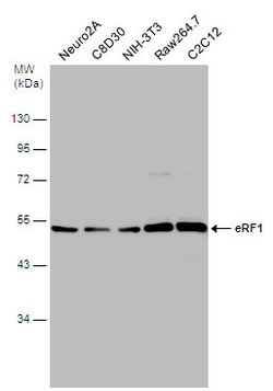 Invitrogen eRF1 Polyclonal Antibody 100 μL; Unconjugated:Antibodies,