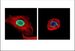 Invitrogen Histone H2A.X Polyclonal Antibody 100 μL; Unconjugated:Antibodies,