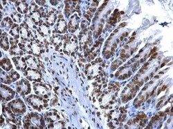 Invitrogen Histone H2A.X Polyclonal Antibody 100 μL; Unconjugated:Antibodies,