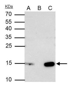 Invitrogen Histone H2A.X Polyclonal Antibody 100 μL; Unconjugated:Antibodies,