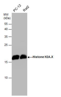 Invitrogen Histone H2A.X Polyclonal Antibody 100 μL; Unconjugated:Antibodies,
