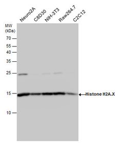 Invitrogen Histone H2A.X Polyclonal Antibody 100 μL; Unconjugated:Antibodies,