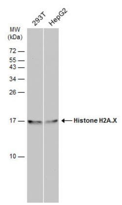 Invitrogen Histone H2A.X Polyclonal Antibody 100 μL; Unconjugated:Antibodies,