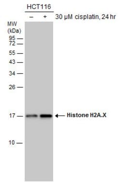 Invitrogen Histone H2A.X Polyclonal Antibody 100 μL; Unconjugated:Antibodies,