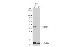 Invitrogen MPST Polyclonal Antibody 100 &mu;L; Unconjugated:Antibodies,
