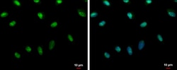 Invitrogen Histone H2A.X Polyclonal Antibody 100 μL; Unconjugated:Antibodies,