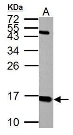Invitrogen Histone H2A.X Polyclonal Antibody 100 μL; Unconjugated:Antibodies,