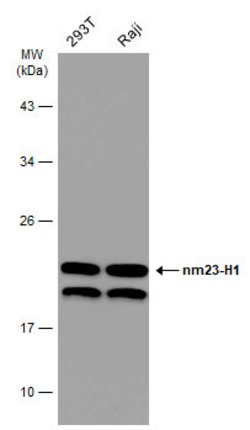Invitrogen NME1 Polyclonal Antibody 100 &mu;L; Unconjugated:Antibodies,