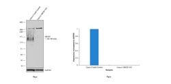 Invitrogen P-Glycoprotein Polyclonal Antibody 100 &mu;L; Unconjugated:Antibodies,