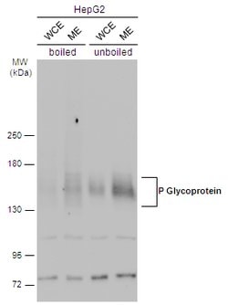 Invitrogen P-Glycoprotein Polyclonal Antibody 100 &mu;L; Unconjugated:Antibodies,